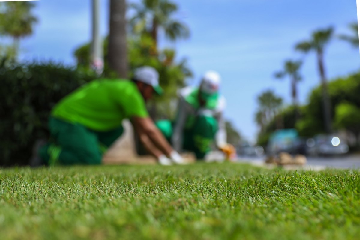 antalya rulo çim fiyatları 2026 Detay 1