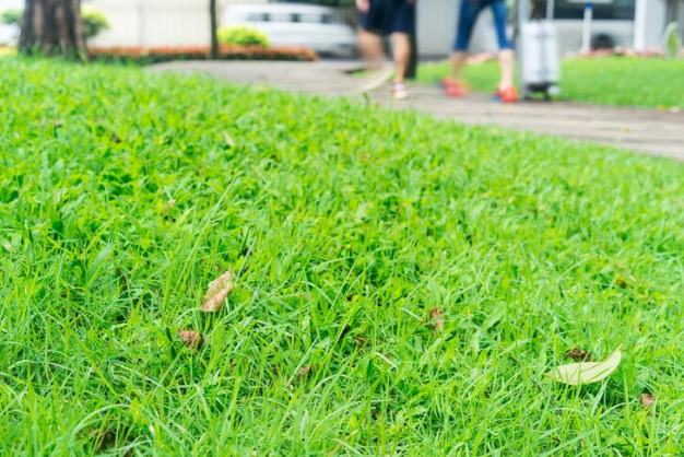 Antalya'da İlkbahar Çim Canlandırmanın Önemi