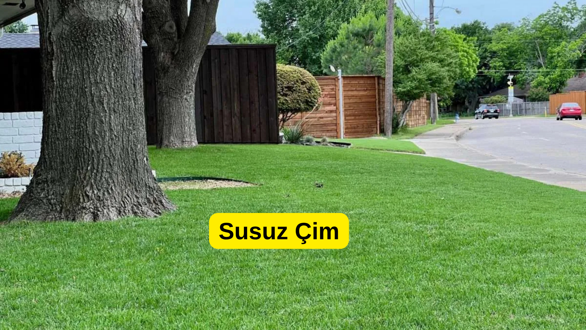 Antalya’da Susuz Çim Seçimi: Az Suyla Bile Yeşil Kalın