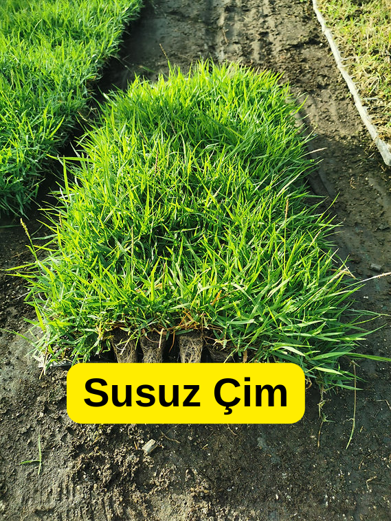 susuz-cim