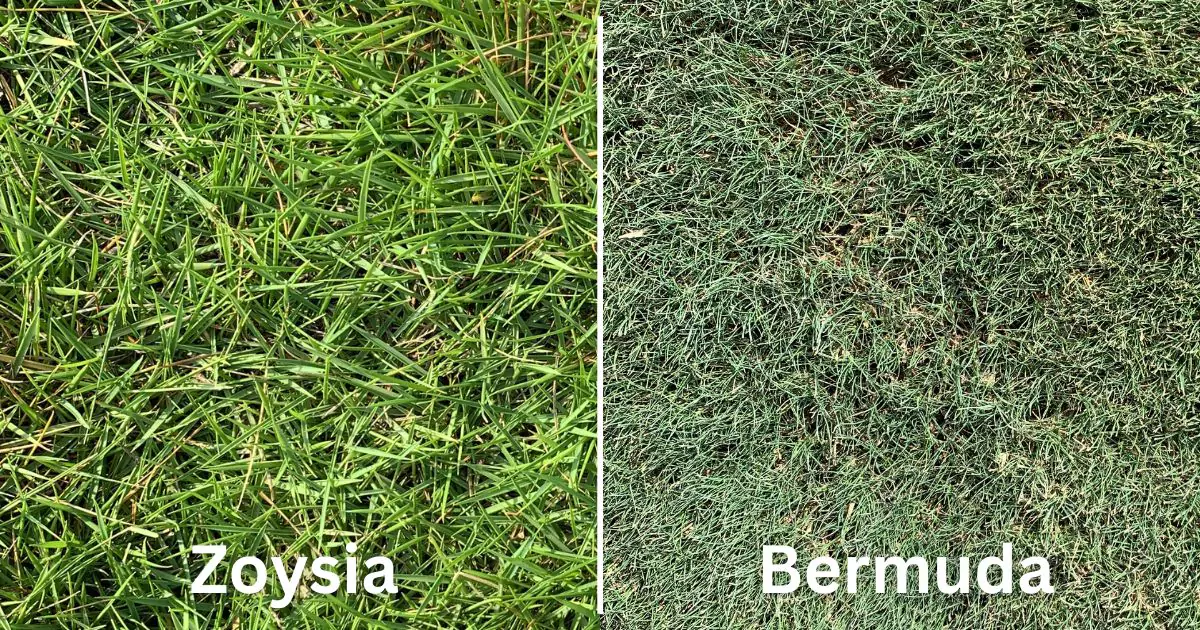 Zoysia ve Bermuda Çim Karşılaştırması: Basılma Sonrası Toparlanma Hızı ve Kök Bölgesi Tuzluluk (EC) Ölçümüne Göre Akdeniz İkliminde Yoğun Kullanımlı Alanlar İçin Tür Seçimi ve Sulama Yönetimi Nasıl Yapılır?