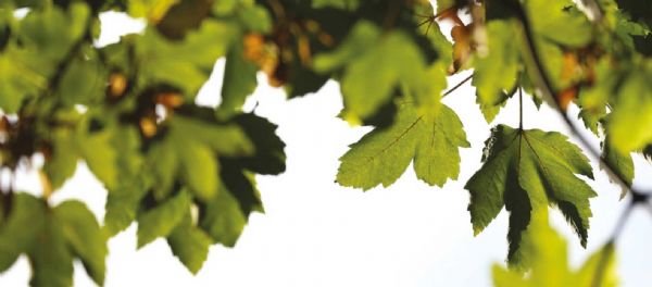 Dağ Akçaağacı / Yalancı Çınar Yapraklı Akçaağaç