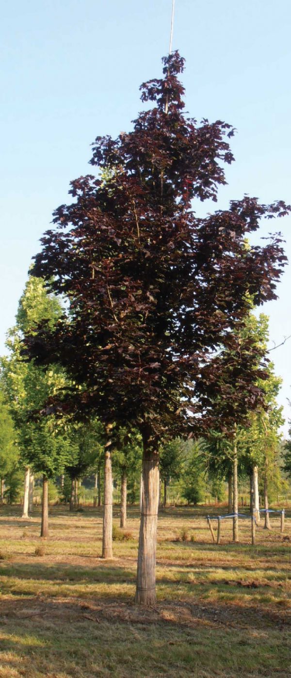 Kraliyet Kırmızısı Çınar Yapraklı Akçaağaç