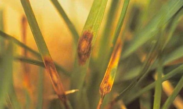 Hastalıklarla mücadele