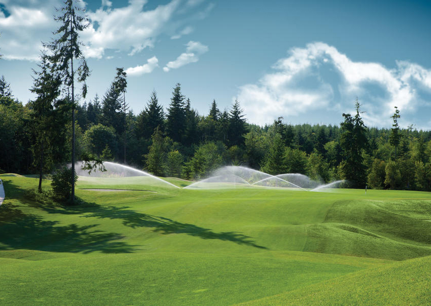 DAMPING OFF DİP ÇÜRÜMESİ