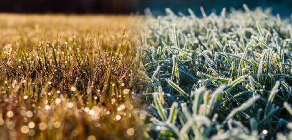 Çimlerin kışa hazırlanması nasıl yapılır?