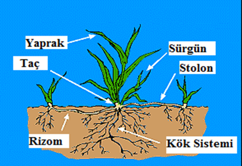 Çimlerin kök gelişimi nasıl desteklenir?
