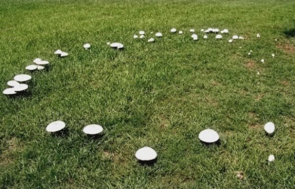 Çimlerdeki mantar hastalıkları nasıl önlenir?