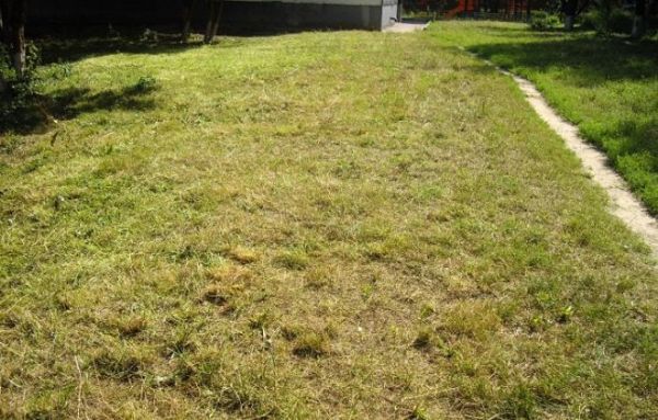 Çimlerdeki sararma nedenleri nelerdir?