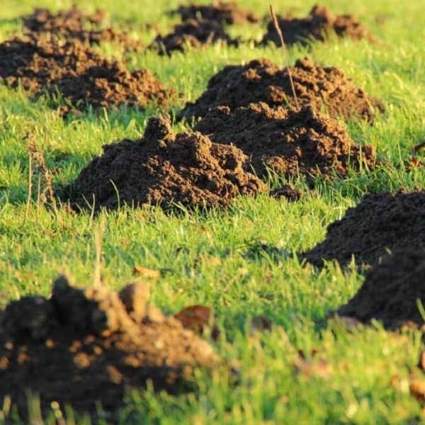 Çimlerdeki zararlılar nasıl tespit edilir?