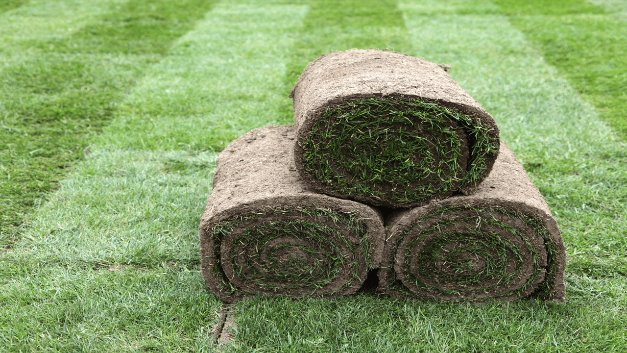 Çimlere hangi tür gübre uygulanmalı?