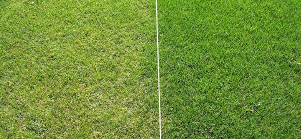 Çimlerin nem ihtiyacı nasıl belirlenir?