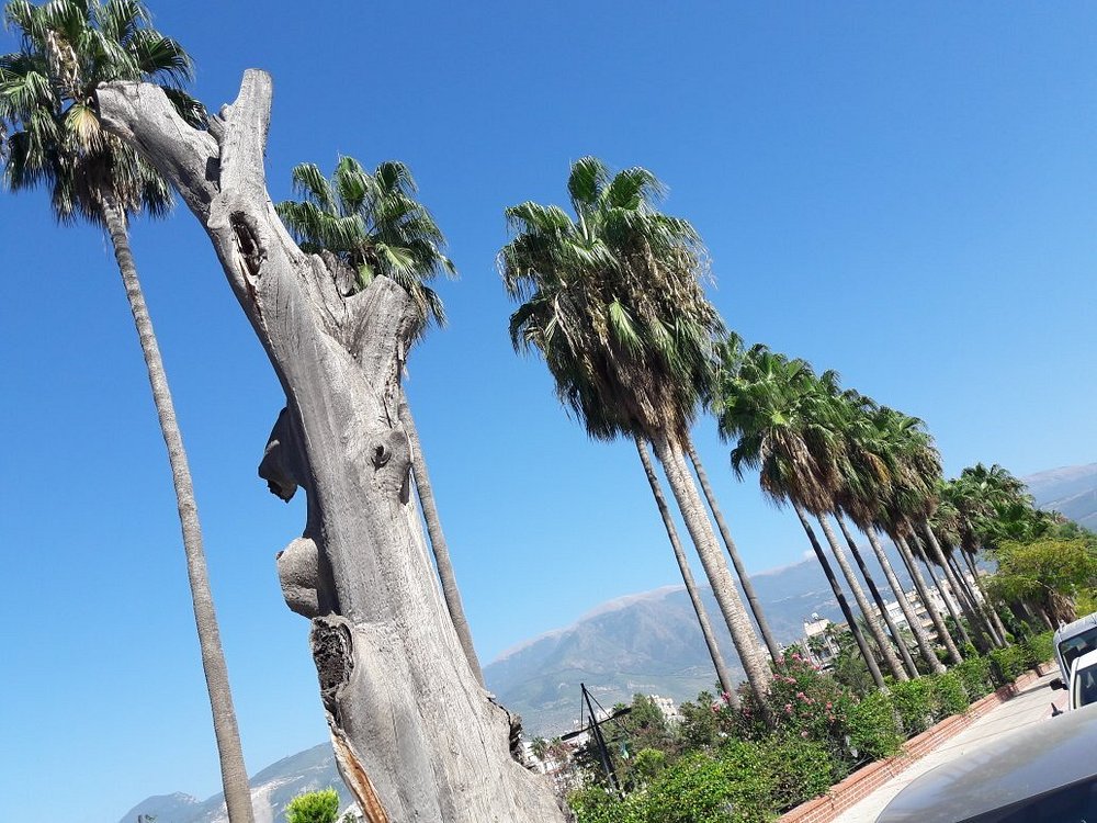Hatay İskenderun 50 Dönüm Park Projesi | Bermuda Çim Uygulama Başarısı